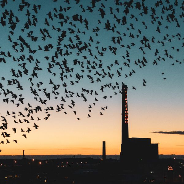Birds and Turku Energia